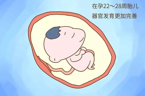 东莞长安28周胎儿四维彩超图?